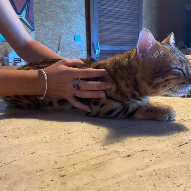 Une main posée sur le flanc d’un chat au pelage tacheté, allongé sur une table.