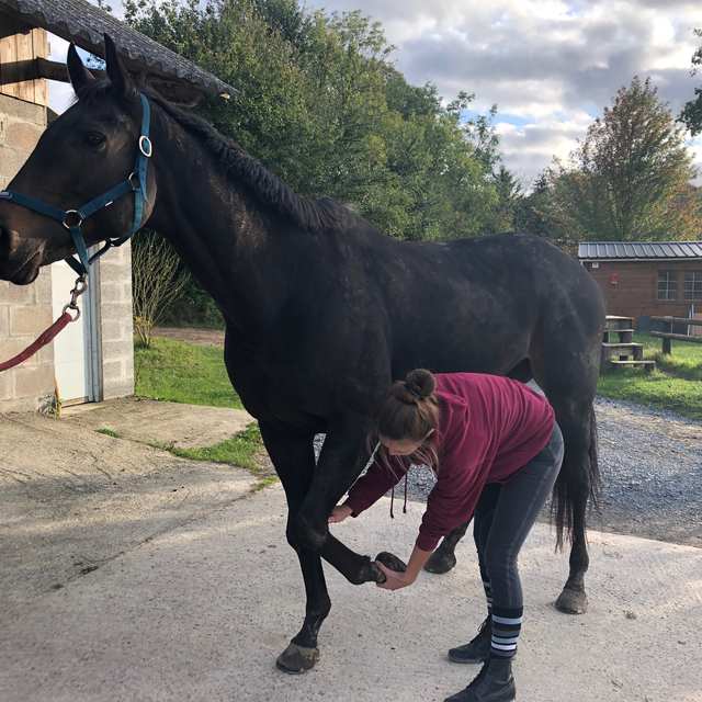 La praticienne penchée tient la patte levée d’un cheval noir, devant une écurie.