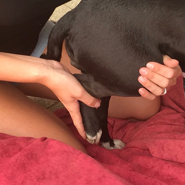 Une main tient la patte avant d’un chien noir allongé sur une couverture rouge.