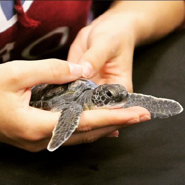 Une tortue marine juvénile maintenue entre deux mains.
